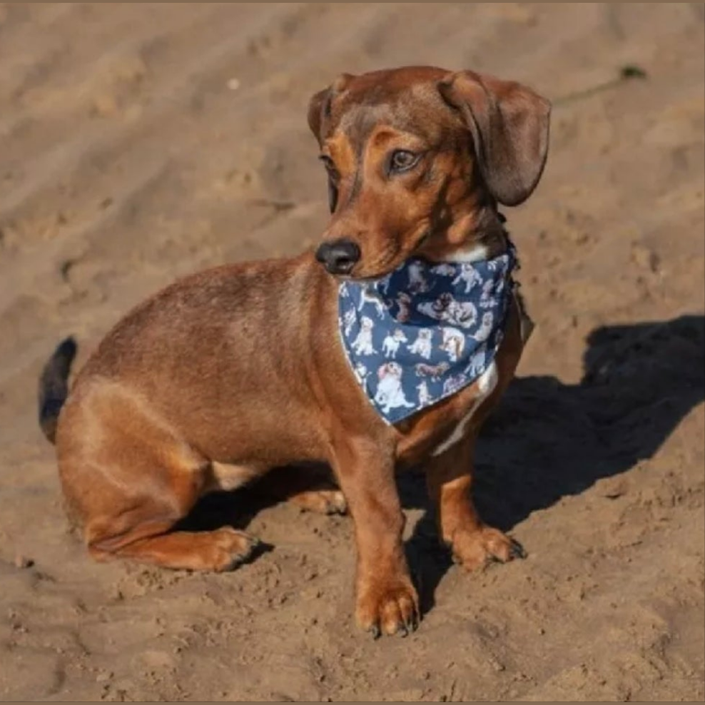 Wrendale Designs Dog Bandana, Size XS /S.